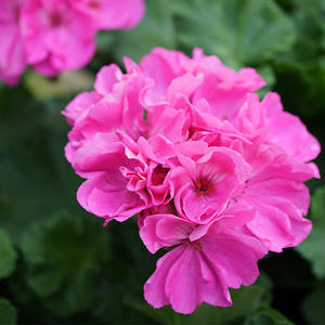 100% hidrosol de geranio puro Venta al por mayor hidrosol de geranio puro natural - Product Image 3