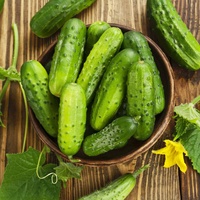 Vente chaude Concombres frais Qualité originale Pure Salade Légumes en vrac Fournitures Concombres frais de qualité supérieure