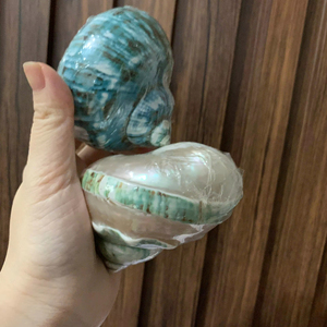 เปลือกหอยหอยเชลล์สีขาวธรรมชาติเปลือกหอยเงาขนาดใหญ่สำหรับตกแต่งโดยตรงจากเวียดนามพร้อมส่งออก - Product Image 1