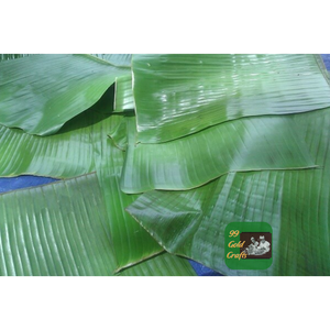 PREMIUM GRADE DRIED <b>BANANA</b> LEAVES FROM VIETNAM FOR ECO PACKAGING AND FOOD WRAPPING APPLICATIONS - Product Image 2