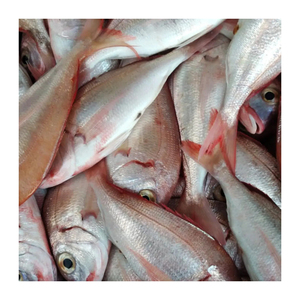 Acheter en ligne de la dorade rouge congelée poisson de la mer poisson de la dorade rouge en vrac poisson congelé à vendre en gros - Product Image 4