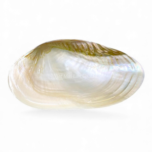 Plat en nacre de coquillage pour la décoration de table, présentoir à desserts et rangement de bijoux en provenance du Vietnam - Product Image 3
