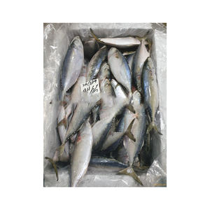 Pescado macarela fresco de alta calidad listo para venta al por mayor a distribuidores y minoristas - Product Image 1