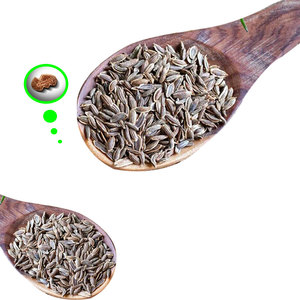 Dill | Clean Taste Culinary <b>Herb</b> for Food Exporters - Product Image 5