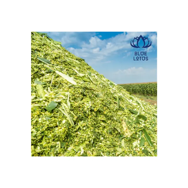 HIGH QUALITY Corn Maize Corn Silage Natural Material for Animal Feed Competitive Price From Vietnam