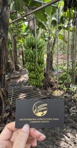 Cavendish Banana Fresh Premium Green Ready Disponible à l'exportation du Vietnam South Mekong Company Mme Eira WA84786436556 - Product Image 5