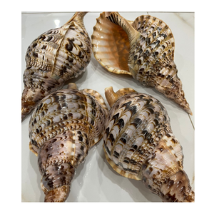 Coquille d'escargot triton couronne de reine géante/TROMPETTE COQUILLE D'ESCARGOT océanique naturel propre trompette vide coquille de mer charonia coquillages - Product Image 6