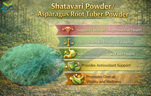 HGO Fournisseur direct d'usine de poudre de Shatavari pure naturelle, poudre de tubercule de racine d'asperge, qualité alimentaire 5:1 10:1 20:1, poudre moulue - Product Image 5