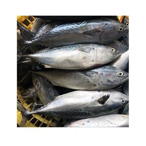 Pescado de Mar Premium, Atún Skipjack Entero Congelado - Product Image 6