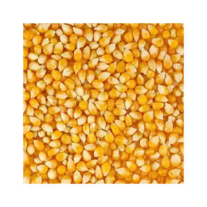 ข้าวโพดสีเหลือง/ข้าวโพดเลี้ยงสัตว์/ข้าวโพดสีเหลืองสำหรับอาหารสัตว์ปีก - Product Image 5