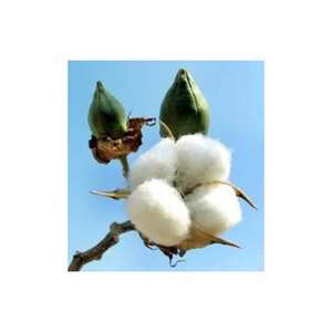 เส้นด้ายฝ้ายออร์แกนิก - Product Image 4