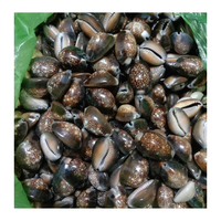 Coquille de cauri du Vietnam par 99 données d'or pour la fabrication de bracelets et accessoires décoratifs utilisant une coquille de cauri naturelle