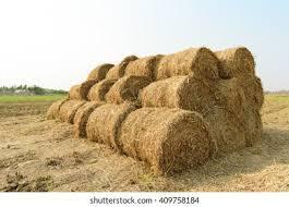 Balles de foin de paille de riz traitées thermiquement prêtes à l'exportation Aliments pour animaux de première qualité pour chevaux, bovins et porcs, quarantaine sans parasites - Product Image 5