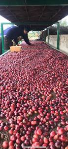 HANCOFFEE Récolte 2025-2026 Café Vert Robusta du Vietnam de Haute Qualité - GRADE 1 Nettoyé/Lavé/Procédé au Miel - Échantillon Gratuit - Product Image 5