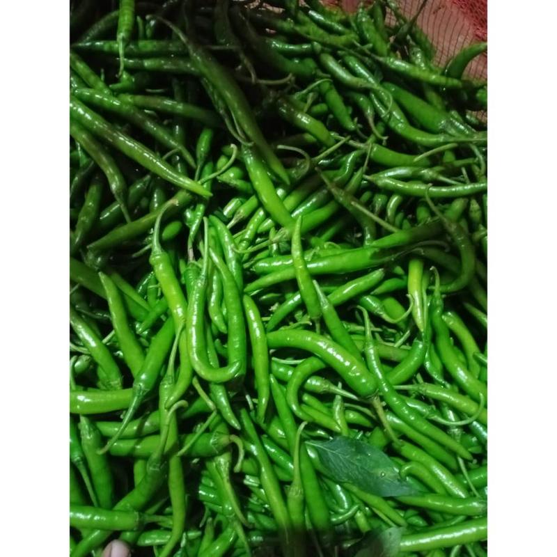 Fresh Vegetables Direct Factory Price Healthy