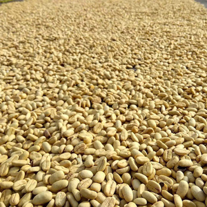 Grains de café vert Arabica brut du Vietnam |   Nouvelle récolte 2026 |   Commerce en gros - Product Image 1