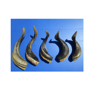 Cuerno de cabra natural tamaño cuerno de cabra indio para masticar perros y producto color de cuerno natural muestra gratis - Product Image 4