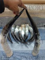100% Cornes de vache de haute qualité Viking Cornes à boire sans danger pour la consommation à bas prix par une entreprise de fabrication indienne