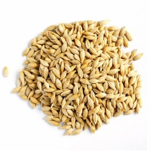 Granos de Cebada Orgánica Seca al por Mayor para Malta y Alimentación Animal |   Alimentos y Piensos de Grado Alimenticio Origen Colorado - Product Image 4