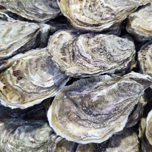 Artesanías de conchas de ostra naturales de Vietnam-Conchas marinas decorativas para uso artístico, doméstico o en el jardín por Viet Fargimex - Product Image 6