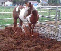 Exporter de l'Inde la meilleure qualité de tourbe de coco, une fibre naturelle fabriquée à partir de cosses de noix de coco avec emballage personnalisé et meilleur prix - Product Image 2