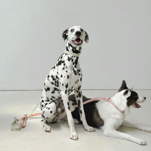 Correa Simple y Cómoda SUMMA OEM COREA para Perros, 1.8M, Material TPU Duradero y Ecológico, Resistente al Agua y Lavable - Product Image 2