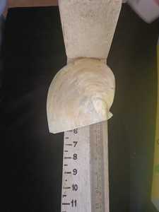 Cuentas de concha de perlas para madre de joyería, diseñador y Tiendas de Cuentas - Product Image 4