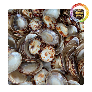 เปลือกหอยสะอาด limpet | เปลือกหอยขัดเงาสะอาดสำหรับตกแต่ง - Product Image 1