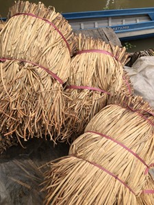 Jacinto de agua seca de bajo costo para tejer esteras, bolsos y artículos decorativos para el hogar - Product Image 2