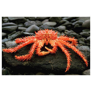 Cangrejo Real Chileno Congelado de Primera Calidad con Envío Rápido y Empaque a Granel para Compradores de Gran Volumen - Product Image 1