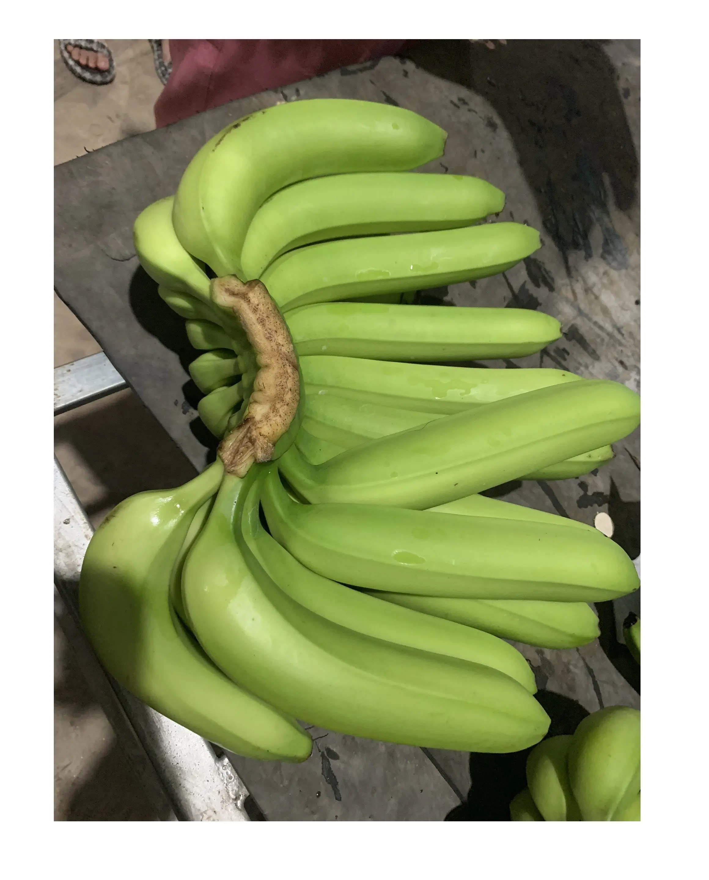 Bananes fraîches Bananes Cavendish fraîches et délicieuses-Parfait pour les collations et la cuisson au four