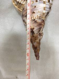 Coquillage de qualité supérieure en vrac pour les fabricants et les grossistes à des prix compétitifs bon produit pour les besoins d'artisanat et de décoration - Product Image 3