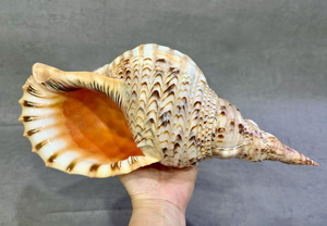 Coquillages de mer trompette pour achat en gros dans les industries de la décoration intérieure et de l'artisanat - Product Image 4