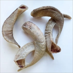 Shofar de Cuerno de Carnero Natural en Venta, para Tocar y Propósitos Religiosos, Tamaño Personalizado, Shofar Kosher Pulido, Cuerno de Kudu por HF CRAFTS - Product Image 3