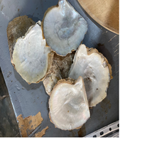 Coquilles de nacre naturelles sur mesure, idéales pour la revente par les magasins de fournitures de coquillages