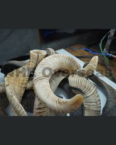 ที่กัดสำหรับสุนัขแบบแตรแกะธรรมชาติปลอดภัยต่อสุขภาพทนทานไม่เป็นพิษใช้รักษาอาการกัดกินขนมแตรนานสำหรับสุนัข - Product Image 3