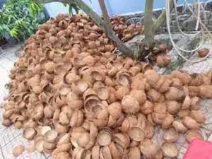 Cáscara de coco seca de calidad Africana lista para exportar directamente del proveedor - Product Image 4