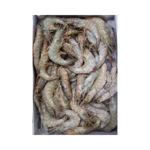 Camarones Vannamei Blancos HOSO Congelados de Calidad de Exportación, Suministro de Mariscos a Granel - Product Image 6