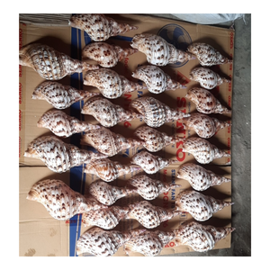 Concha de trompeta, concha de Caracol de trompeta con precio competitivo, el mejor regalo crudo, Trompeta de Caracol pulida/Triton/concha de concha - Product Image 6
