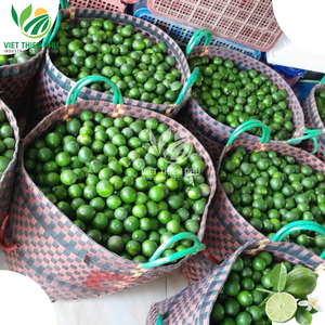 Tươi Không Hạt <span class=keywords><strong>Lime</strong></span> Giá Tốt Từ Việt Nam-Mới Nhất Crop Tươi <span class=keywords><strong>Lime</strong></span>/Màu Xanh Lá Cây Chanh - Product Image 6