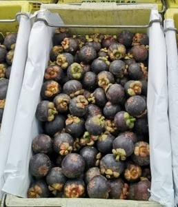 Mangostán orgánico tailandés recién cosechado con rico sabor dulce y alto contenido de antioxidantes Khey TaladThai 8kg - Product Image 2