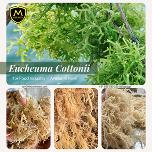 สาหร่ายคอตตอนนีแห้งส่งออกคุณภาพสูง - Product Image 4