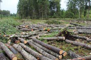 Troncos de madera de roble sazonados de primera calidad para calentar y cocinar para uso en almacén - Product Image 4