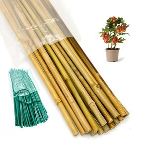 Estacas de bambú personalizables | Fabricante vietnamita | Para agricultura y horticultura | Tratadas - Product Image 2