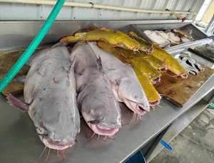 Bagre Rojo Congelado IQF de Alta Calidad al por Mayor, Empaquetado a Granel, 12 Meses de Vida Útil, Precios Económicos - Product Image 2