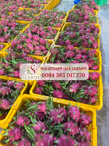 Vietnam Dragon <b>Fruit</b> - Fresh Dragon <b>Fruit</b> - Export Fresh <b>Fruit</b> - Product Image 5
