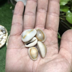 Factory <b>Sale</b> Wholesale White Cowrie <b>Seashells</b> With Holes in Stock - Product Image 5