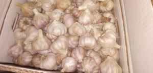 Ajo Egipcio Entero Premium 100% Natural, Fresco y de Alta Calidad, Empaque Personalizado para Exportación, Marca Al Nada - Product Image 5