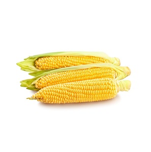 ข้าวโพดสีเหลืองราคาไม่แพงขายจำนวนมากในราคาถูกเหมาะสำหรับหน่วยแปรรูปอาหารและผู้ซื้อขายส่ง - Product Image 3