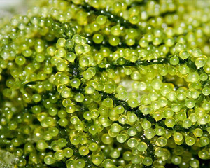 องุ่นทะเลสดสำหรับดีท็อกซ์สมูทตี้อาหารอเนกประสงค์อาหารสาหร่ายและการจัดหาอาหารเพื่อสุขภาพระหว่างประเทศ - Product Image 1